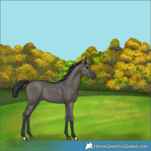 Horse Color:Grullo Rabicano 