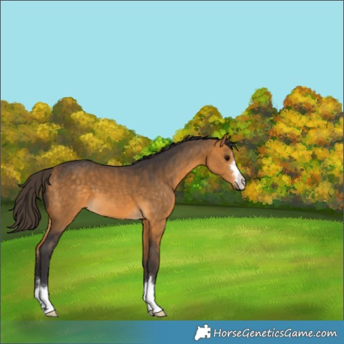 Horse Color:Buckskin 