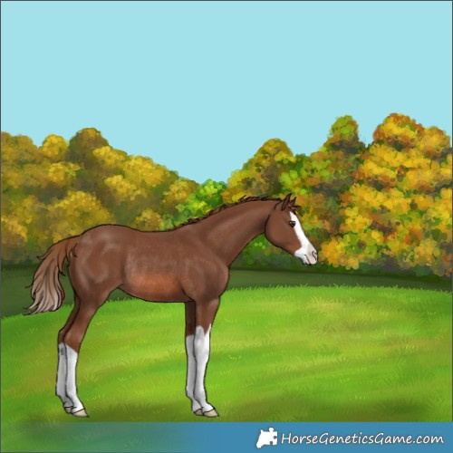 Horse Color:Chestnut Splash Rabicano 