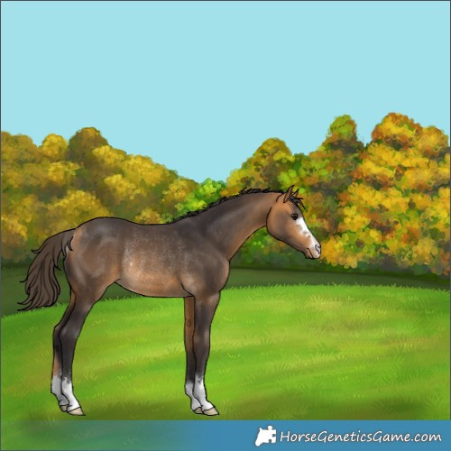 Horse Color:Buckskin Rabicano 