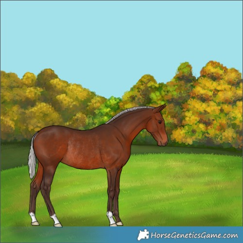 Horse Color:Silver Brown Rabicano 