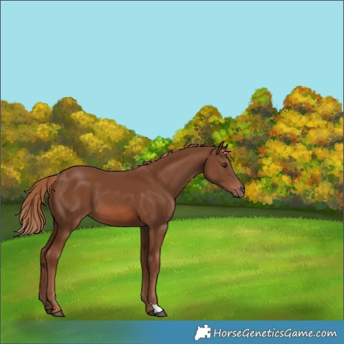 Horse Color:Chestnut 