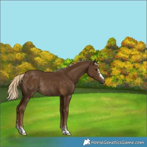 Horse Color:Chocolate Palomino Rabicano 