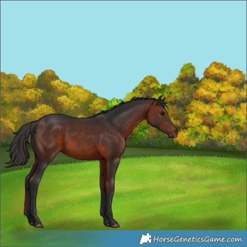 Horse Color:Bay Rabicano 