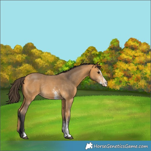 Horse Color:Buckskin Sabino Rabicano 