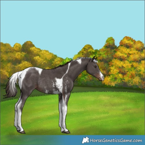 Horse Color:Liver Chestnut Sabino Tobiano Rabicano 