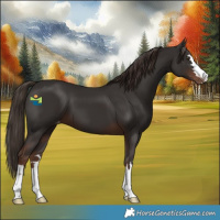 Horse Color:Liver Chestnut Varnish 