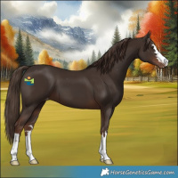 Horse Color:Liver Chestnut Varnish 