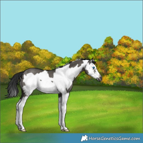 Horse Color:Gray Grullo Splash Frame Rabicano 