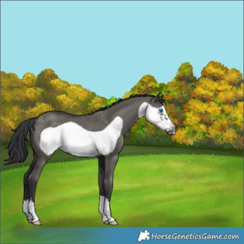 Horse Color:Grullo Frame Rabicano 