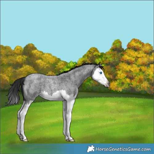 Horse Color:Gray Blue Roan Splash 