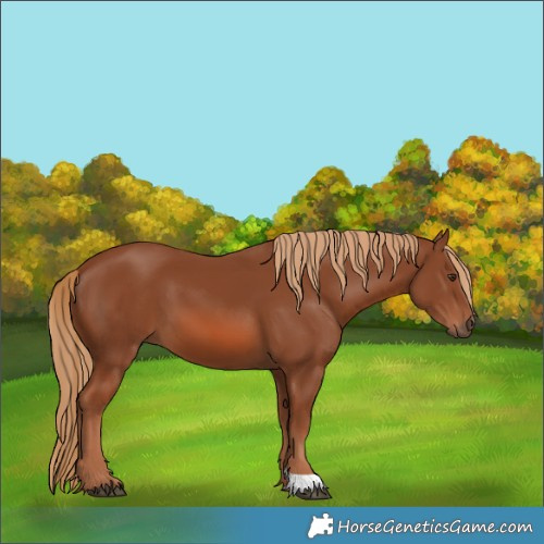 Horse Color:Chestnut 