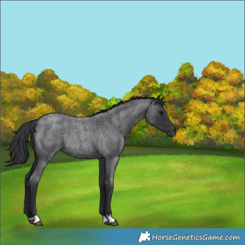 Horse Color:Blue Roan Rabicano 