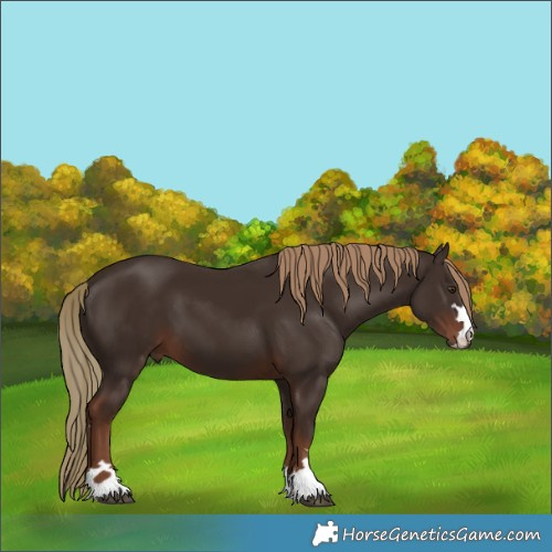 Horse Color:Liver Chestnut 