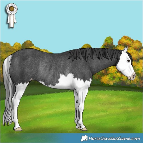 Horse Color:Black Splash Appaloosa Rabicano 