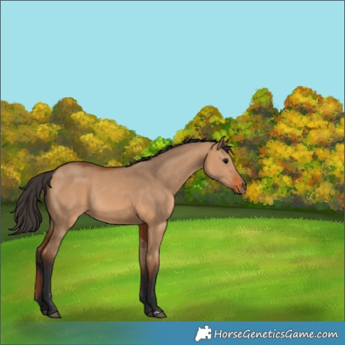 Horse Color:Bay Dun Rabicano 