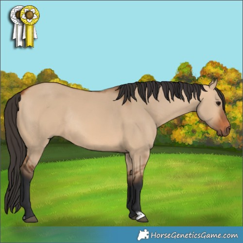Horse Color:Bay Dun Rabicano 