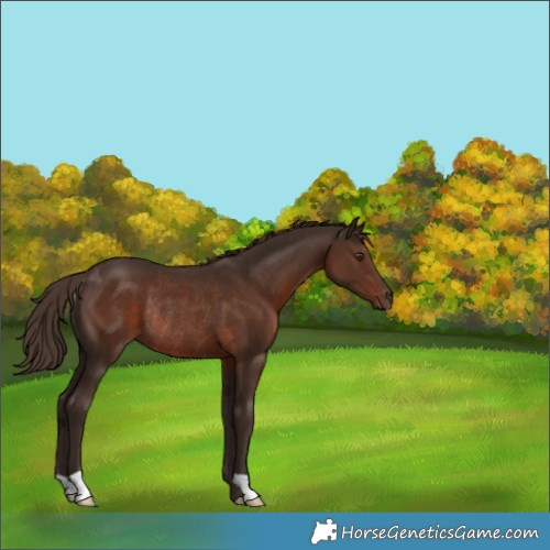 Horse Color:Liver Chestnut Rabicano 
