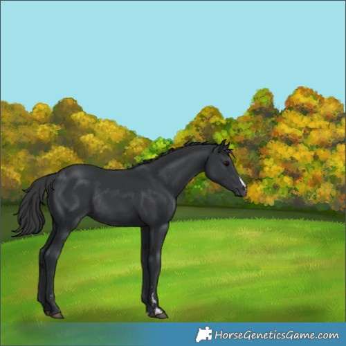 Horse Color:Black Rabicano 