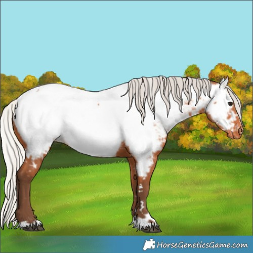 Horse Color:White Spotted Silver Bay Appaloosa