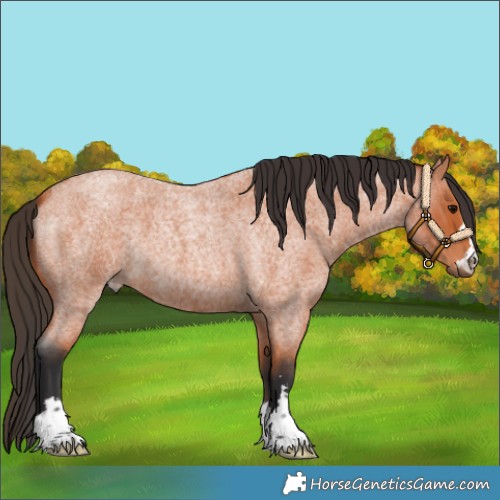 Horse Color:Bay Roan 