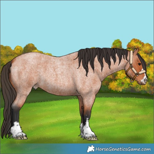 Horse Color:Bay Roan 