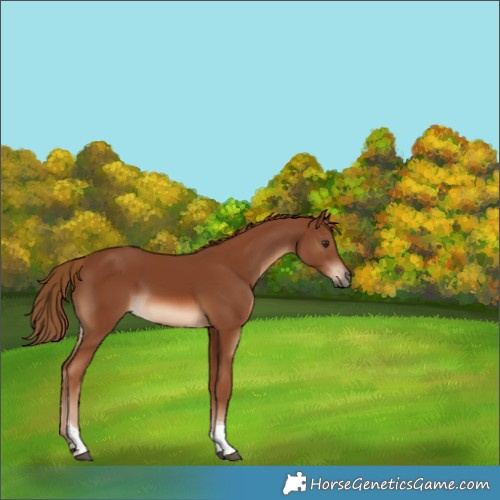 Horse Color:Chestnut Tobiano Rabicano
