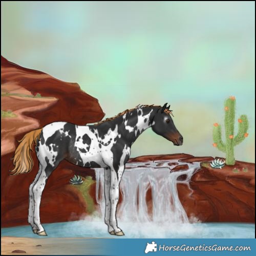 Horse Color:Gray White Spotted Liver Chestnut Tobiano Rabicano 