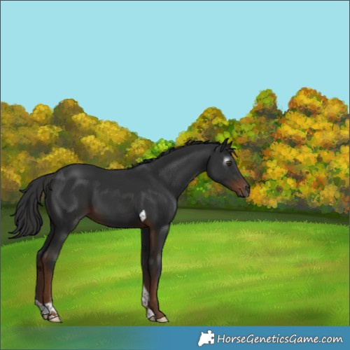 Horse Color:Gray Liver Chestnut Tobiano 
