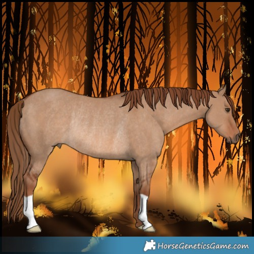 Horse Color:Red Dun Rabicano 