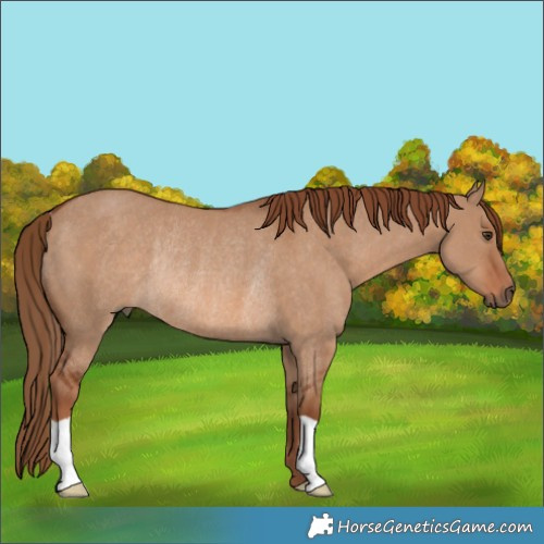 Horse Color:Red Dun Rabicano 
