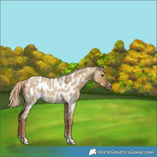 Horse Color:Chocolate Palomino Roan Dun Appaloosa 