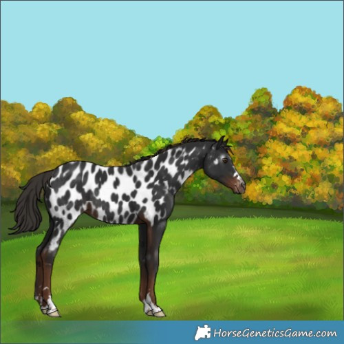 Horse Color:Gray Liver Chestnut Appaloosa Rabicano