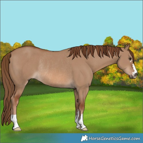 Horse Color:Red Dun Rabicano 