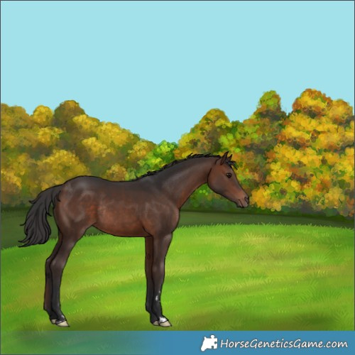 Horse Color:Brown Rabicano 