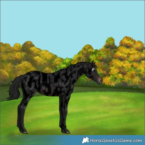Horse Color:Gray Void Brown Appaloosa 