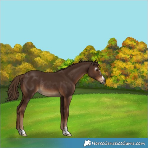 Horse Color:Gray Chestnut Rabicano