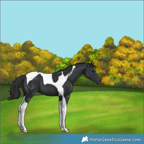 Horse Color:Black Tobiano 