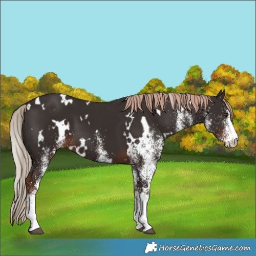 Horse Color:White Spotted Liver Chestnut 