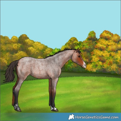 Horse Color:Bay Roan Sabino 