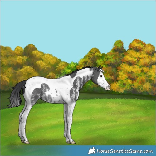 Horse Color:Black Sabino Splash Tobiano Rabicano 