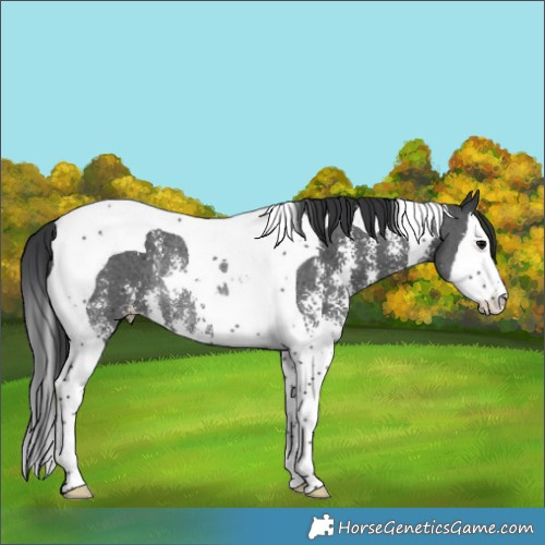 Horse Color:Black Sabino Splash Tobiano Rabicano 