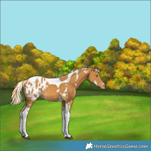 Horse Color:White Spotted Palomino Tobiano Appaloosa 