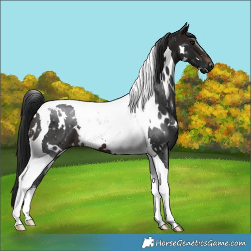 Horse Color:Gray White Spotted Brown Tobiano 