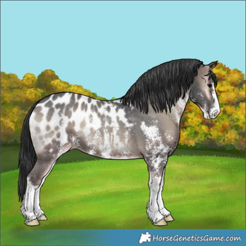 Horse Color:Blue Onyx Sabino Near Leopard 