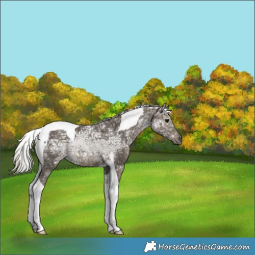Horse Color:Silver Smoky Black Ice Tobiano 