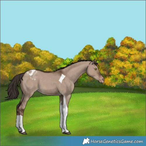 Horse Color:Liver Red Dun Tobiano Appaloosa 