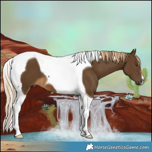 Horse Color:Chocolate Palomino Tobiano 