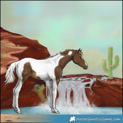 Horse Color:Chocolate Palomino Tobiano 