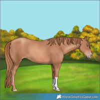 Horse Color:Gold Champagne 